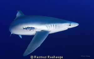 A Blue takes a turn... by Rasmus Raahauge 